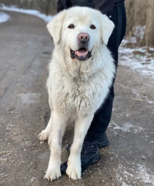 Pies do adopcji, Głowno, 24 stycznia 2026 (4/4)