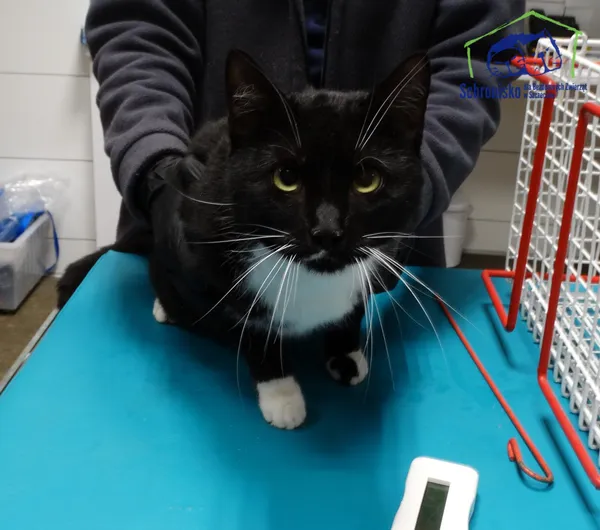 Znaleziono kota, Szczecin, 24 stycznia 2026