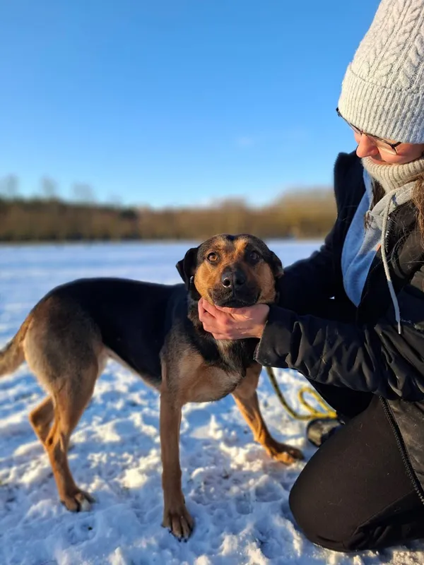 Pies do adopcji, Radom, 24 stycznia 2026 (1/5)