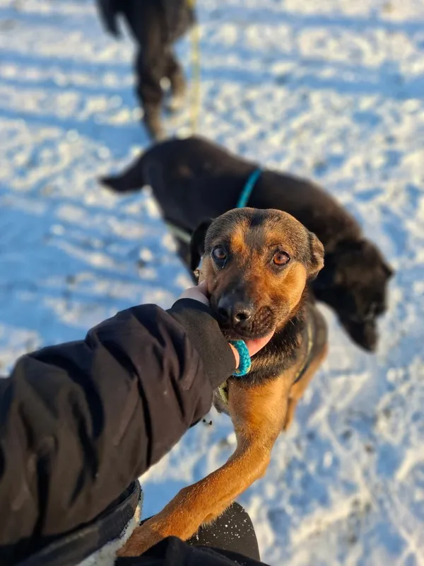 Pies do adopcji, Radom, 24 stycznia 2026 (2/5)