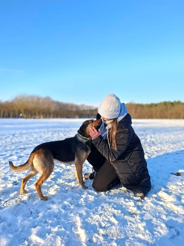 Pies do adopcji, Radom, 24 stycznia 2026 (3/5)