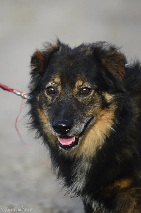 Oddam psa, Jagodno, 25 stycznia 2026 (1/4)