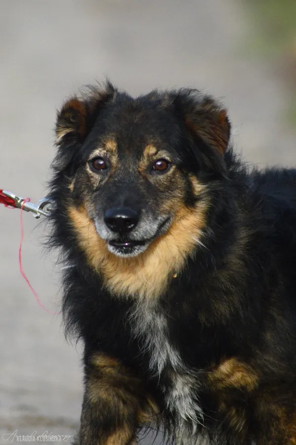 Oddam psa, Jagodno, 25 stycznia 2026 (3/4)