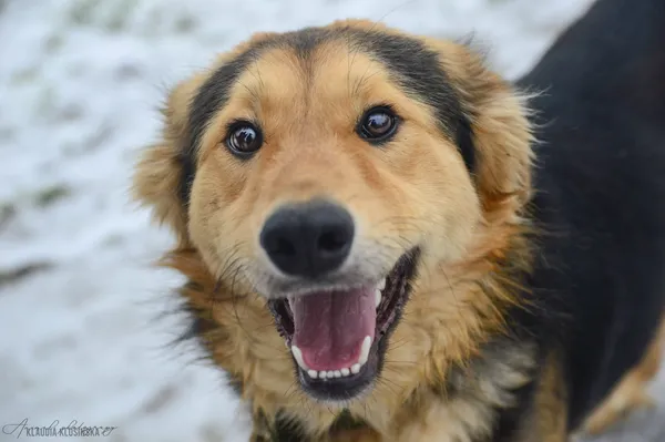 Oddam psa, Władysławowo, 25 stycznia 2026 (1/5)