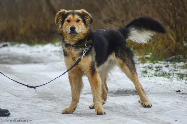 Oddam psa, Władysławowo, 25 stycznia 2026 (3/5)