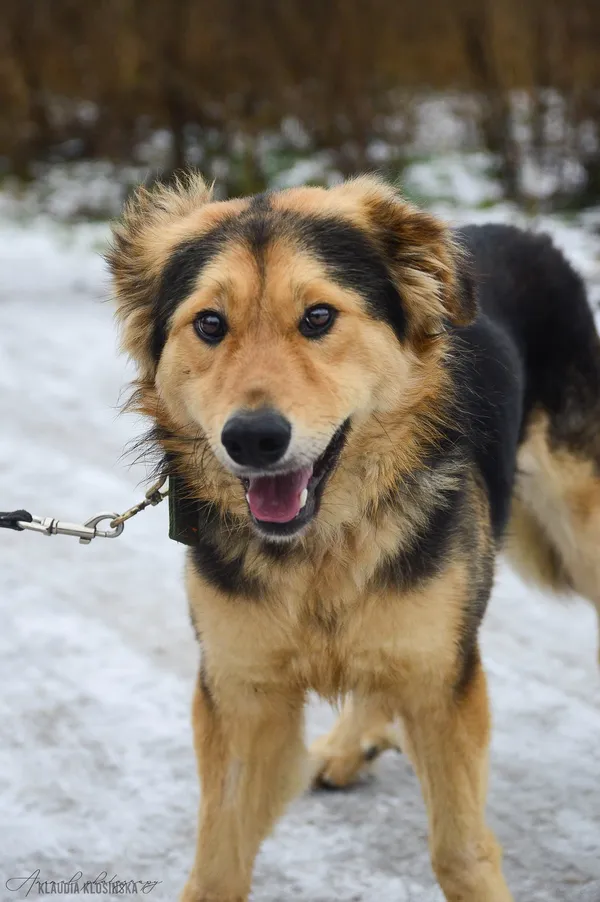 Oddam psa, Władysławowo, 25 stycznia 2026 (5/5)