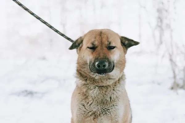 Oddam psa, Gdańsk, Niedźwiednik, 25 stycznia 2026 (3/4)