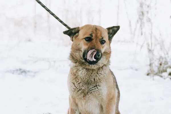Oddam psa, Gdańsk, Niedźwiednik, 25 stycznia 2026 (4/4)