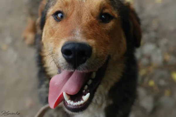 Oddam psa, Karolewo, 25 stycznia 2026 (1/5)