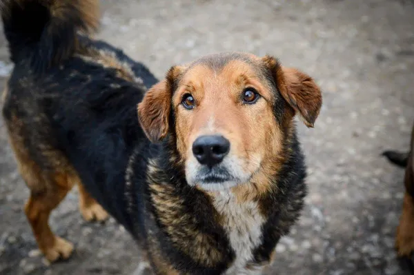 Oddam psa, Karolewo, 25 stycznia 2026 (3/5)