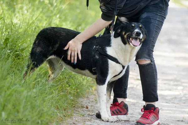 Oddam psa, Janowo, 25 stycznia 2026 (3/6)