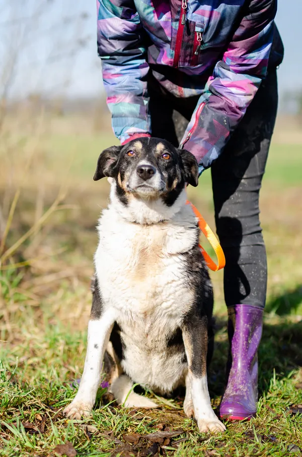 Oddam psa, Janowo, 25 stycznia 2026 (4/6)