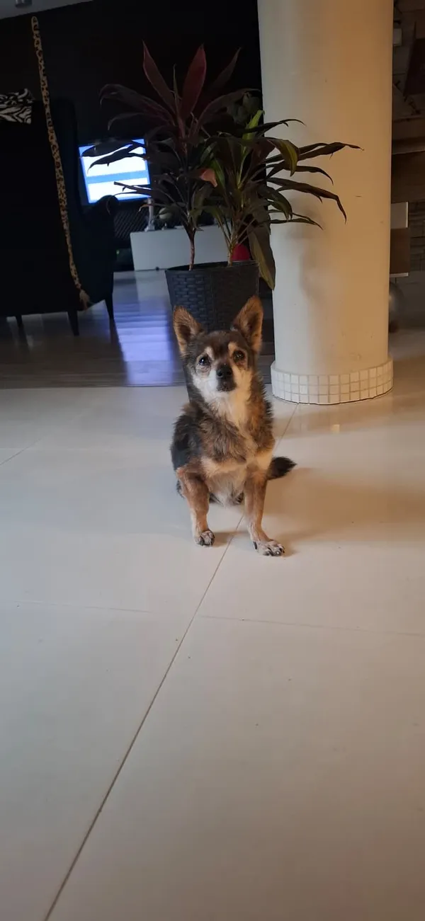 Znaleziono psa, Miechów, 25 stycznia 2026 (3/4)