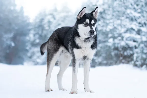 Pies do adopcji, Nowodwór, 21 stycznia 2026 (1/5)