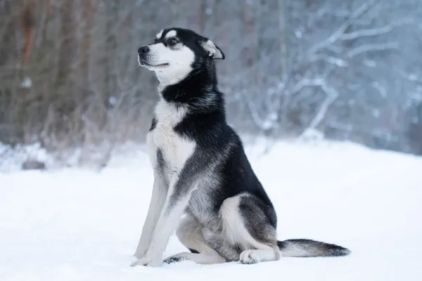 Pies do adopcji, Nowodwór, 21 stycznia 2026 (4/5)