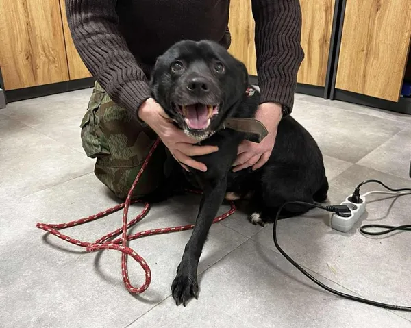 Znaleziono psa, Toruń, 23 stycznia 2026