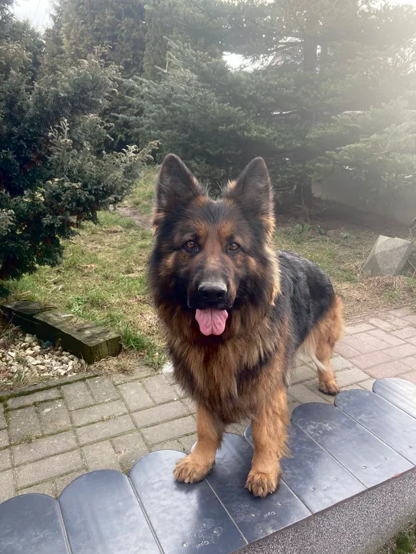 Zaginął pies, Ćmiłów, 25 stycznia 2026 (1/3)