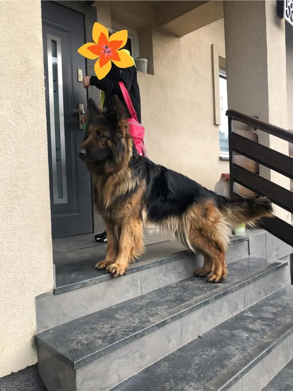 Zaginął pies, Ćmiłów, 25 stycznia 2026 (3/3)