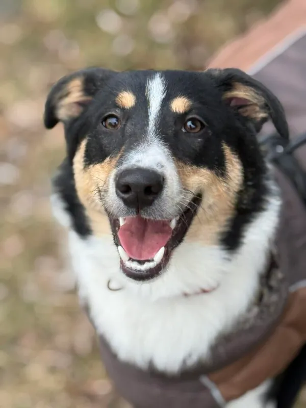 Pies do adopcji, Jelenia Góra, 20 stycznia 2026 (1/3)