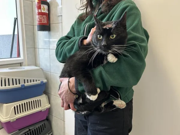 Znaleziono kota, Toruń, 22 stycznia 2026