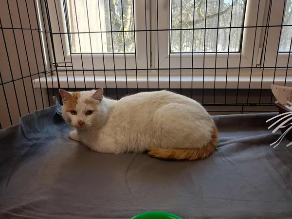 Znaleziono kota, Toruń, 21 stycznia 2026