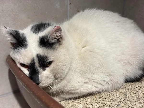 Znaleziono kota, Sosnowiec, 23 stycznia 2026