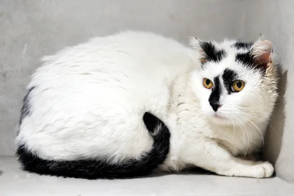 Znaleziono kota, Sosnowiec, 23 stycznia 2026 (1/3)