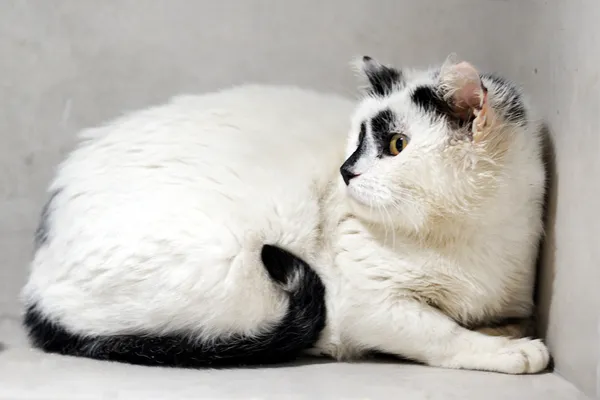 Znaleziono kota, Sosnowiec, 23 stycznia 2026 (2/3)