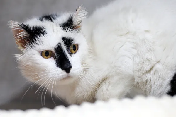 Znaleziono kota, Sosnowiec, 23 stycznia 2026 (3/3)