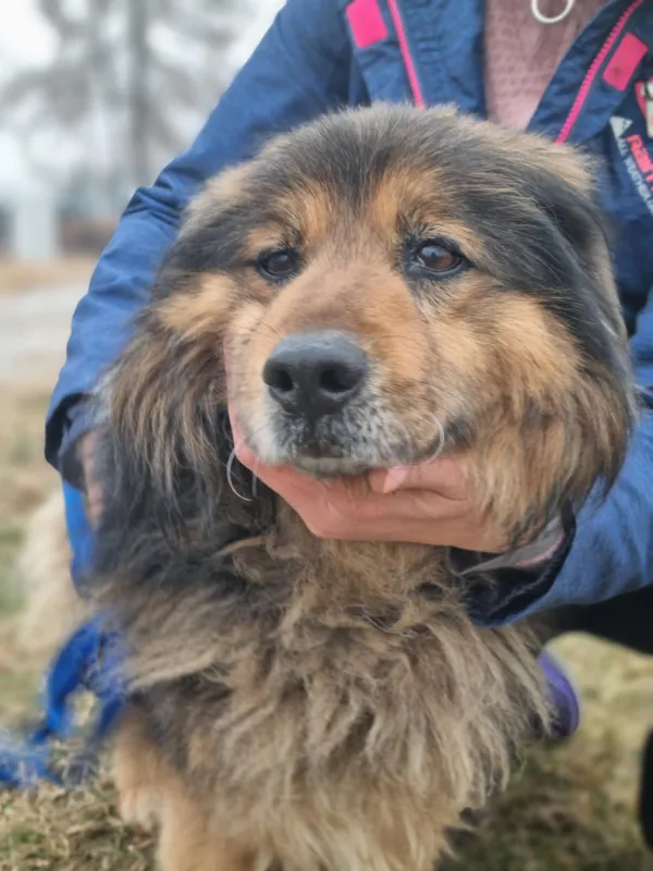 Pies do adopcji, Żywiec, 25 stycznia 2026 (1/5)