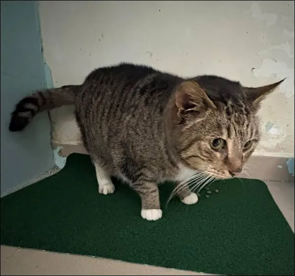 Znaleziono kota, Grudziądz, 25 stycznia 2026