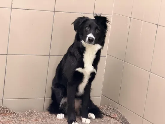 Pies do adopcji, Kraków, 10 stycznia 2026