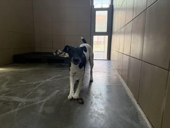 Pies do adopcji, Kraków, 11 stycznia 2026