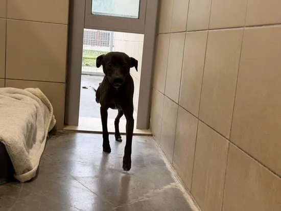 Pies do adopcji, Kraków, 11 stycznia 2026