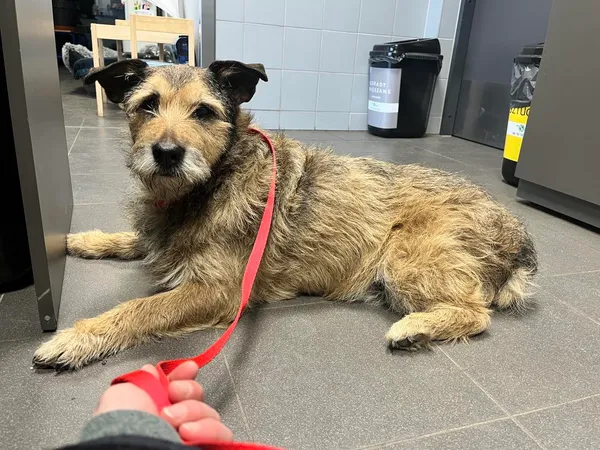 Znaleziono psa, Bydgoszcz, 25 stycznia 2026