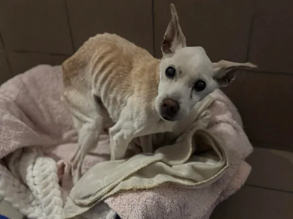 Znaleziono psa, Bydgoszcz, 24 stycznia 2026