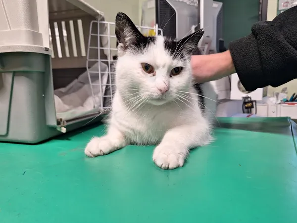 Znaleziono kota, Bydgoszcz, 20 stycznia 2026