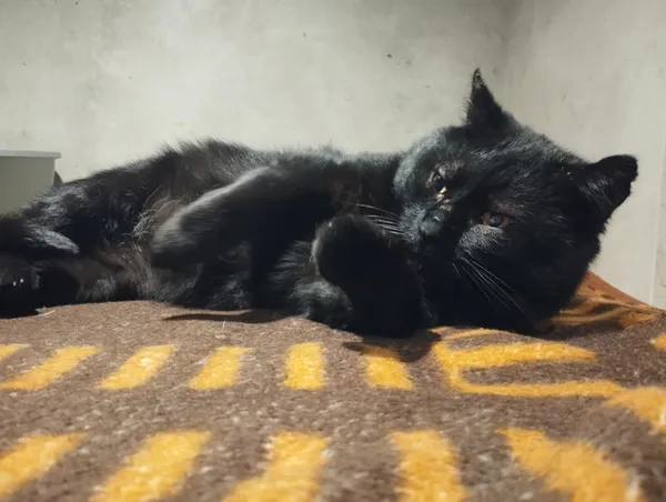 Znaleziono kota, Sosnowiec, 15 stycznia 2026 (1/3)