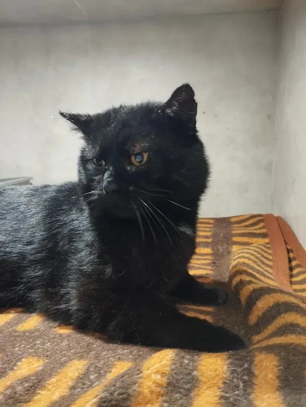 Znaleziono kota, Sosnowiec, 15 stycznia 2026 (2/3)