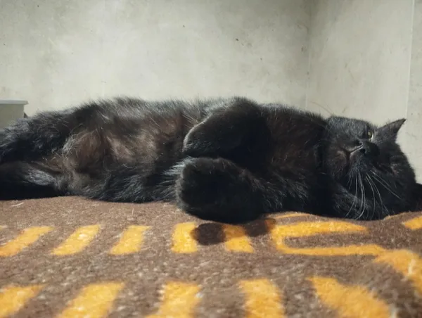 Znaleziono kota, Sosnowiec, 15 stycznia 2026 (3/3)