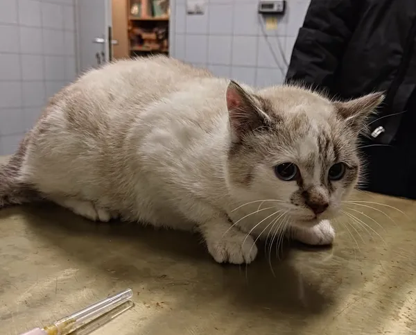 Znaleziono kota, Lublin, 23 stycznia 2026