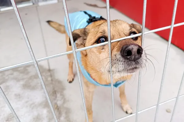 Znaleziono psa, Wałbrzych, 23 stycznia 2026 (1/2)