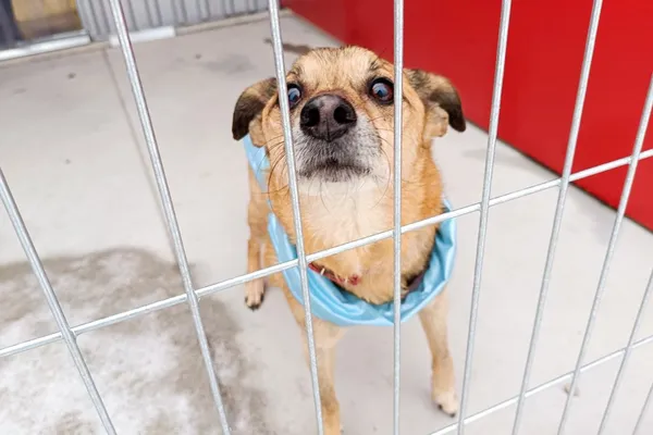 Znaleziono psa, Wałbrzych, 23 stycznia 2026 (2/2)