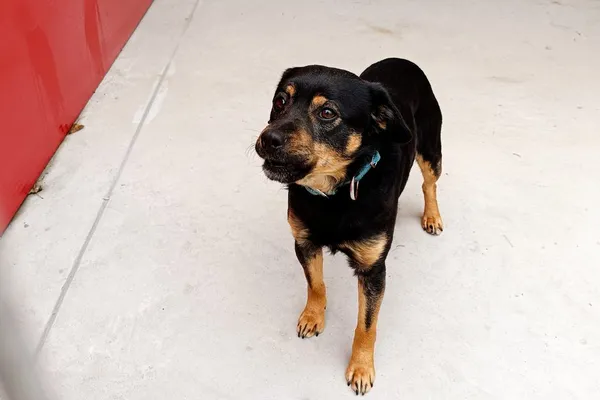 Znaleziono psa, Wałbrzych, 18 stycznia 2026 (2/2)