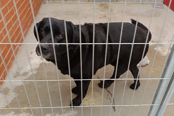 Znaleziono psa, Wałbrzych, 17 stycznia 2026 (1/2)