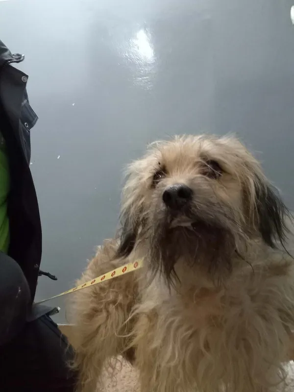 Znaleziono psa, Sosnowiec, 22 stycznia 2026