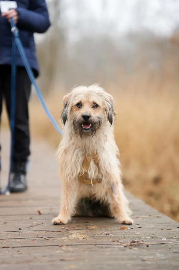 Znaleziono psa, Sosnowiec, 22 stycznia 2026 (2/5)