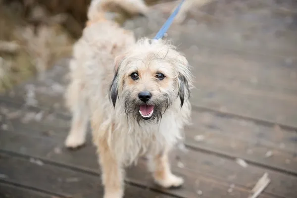 Znaleziono psa, Sosnowiec, 22 stycznia 2026 (3/5)