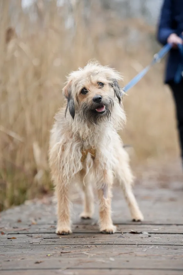 Znaleziono psa, Sosnowiec, 22 stycznia 2026 (5/5)