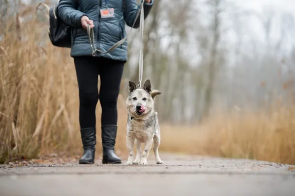 Znaleziono psa, Sosnowiec, 22 stycznia 2026 (4/5)